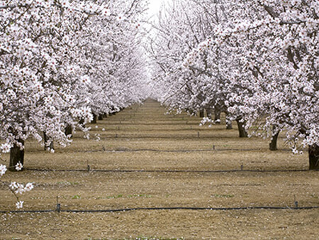almond trees in california