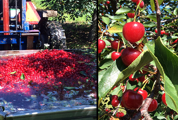 harvesting cherries for kringle