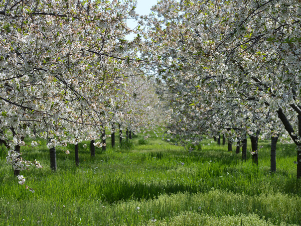 Cherry Blossom Trees