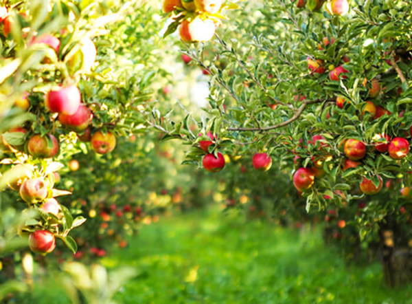 Apple orchard with trees bearing ripe apples
