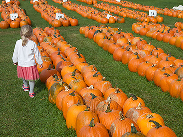 A little girl walking through a pumpkin patch