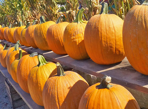 A display featuring two rows of large pumpkins