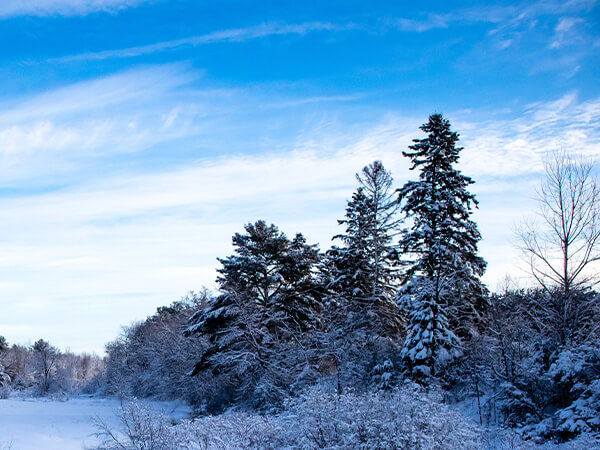 Fir trees covered in snow