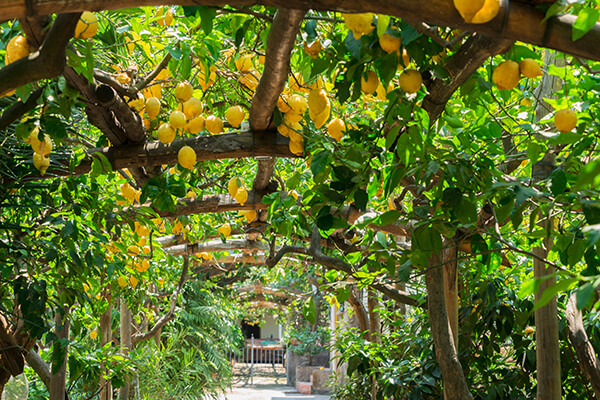 Lemon tree canopy