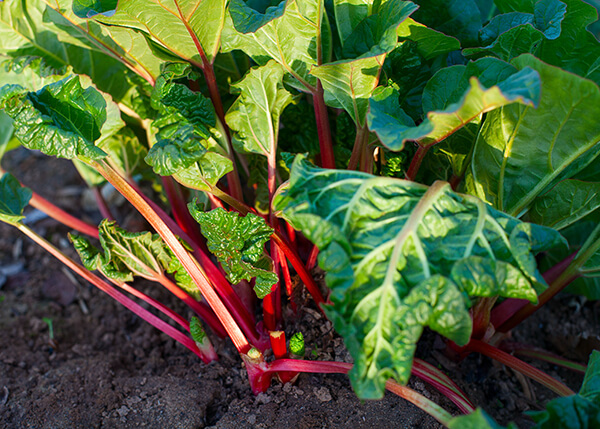 Rhubarb plants growing in soil