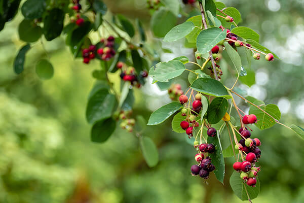 Fruiting elderberry shrub