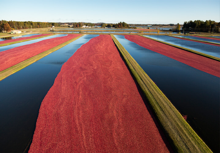 Wisconsin cranberry farm