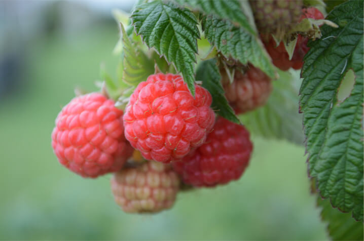 Raspberries growing on a bush